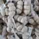 Bawang Putih Segar Cina